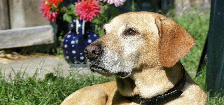 Hund im Garten