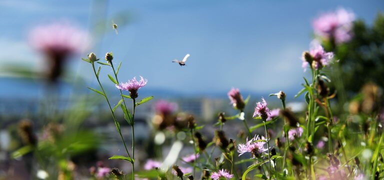 Wiese in Seenähe
