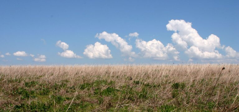 Wiese und blauer Himmer